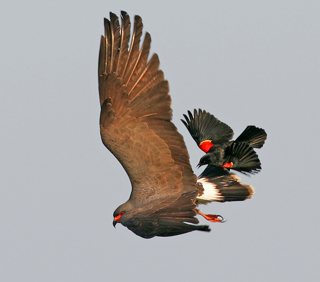 RWBB Attacks Snail Kite