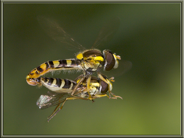 Hover Fly - behavior