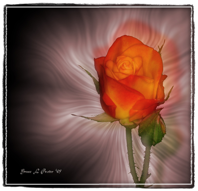 The Rose