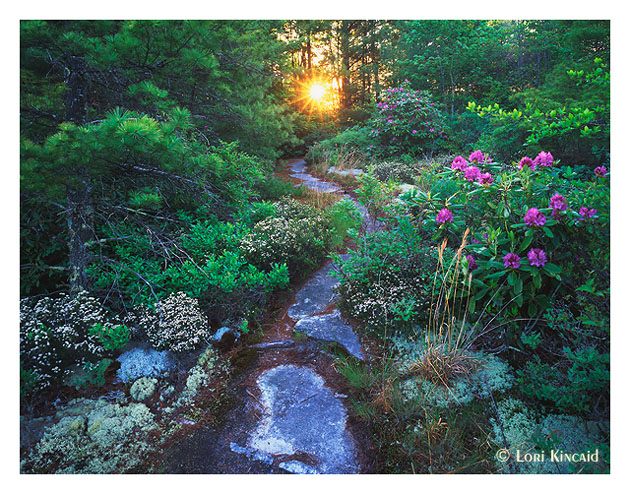 Into the Garden