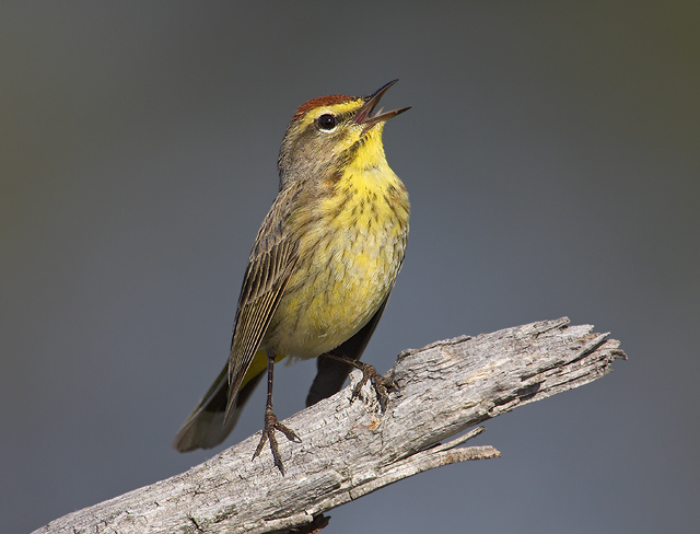 Palm Warbler