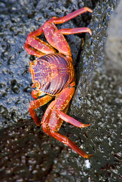 Sally Lightfoot Crab - Isla Santiago, Galapagos - 05.23.05