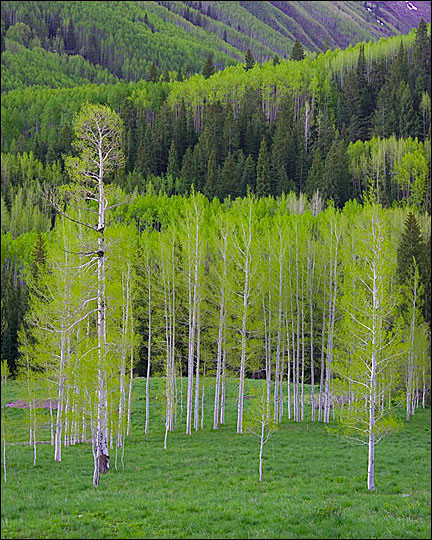 Spring at the bells.....Maroon Bells