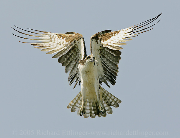 Osprey