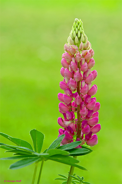 Lupine