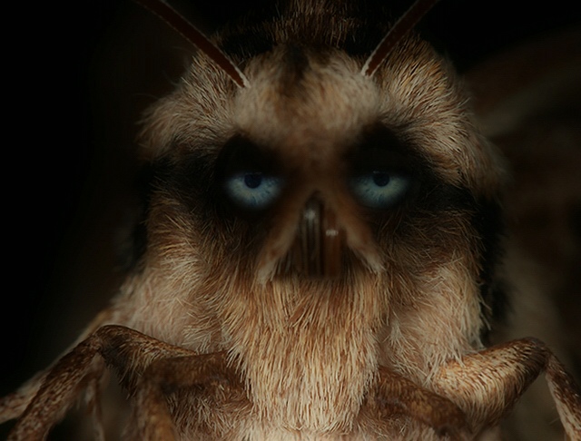Wizard of Moth