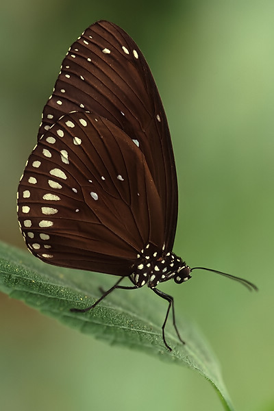 It's been a while...butterfly
