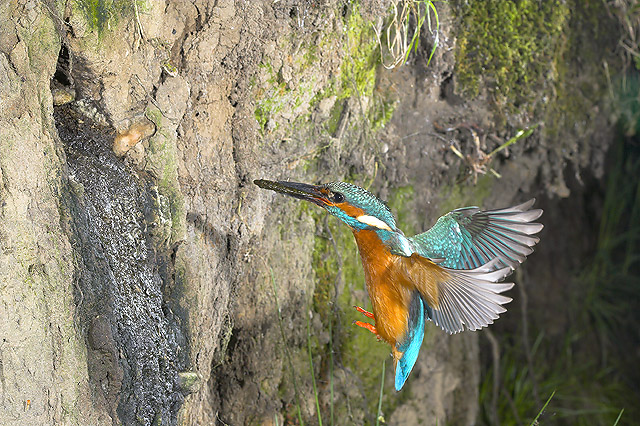 Kingfisher bringing food to the nest