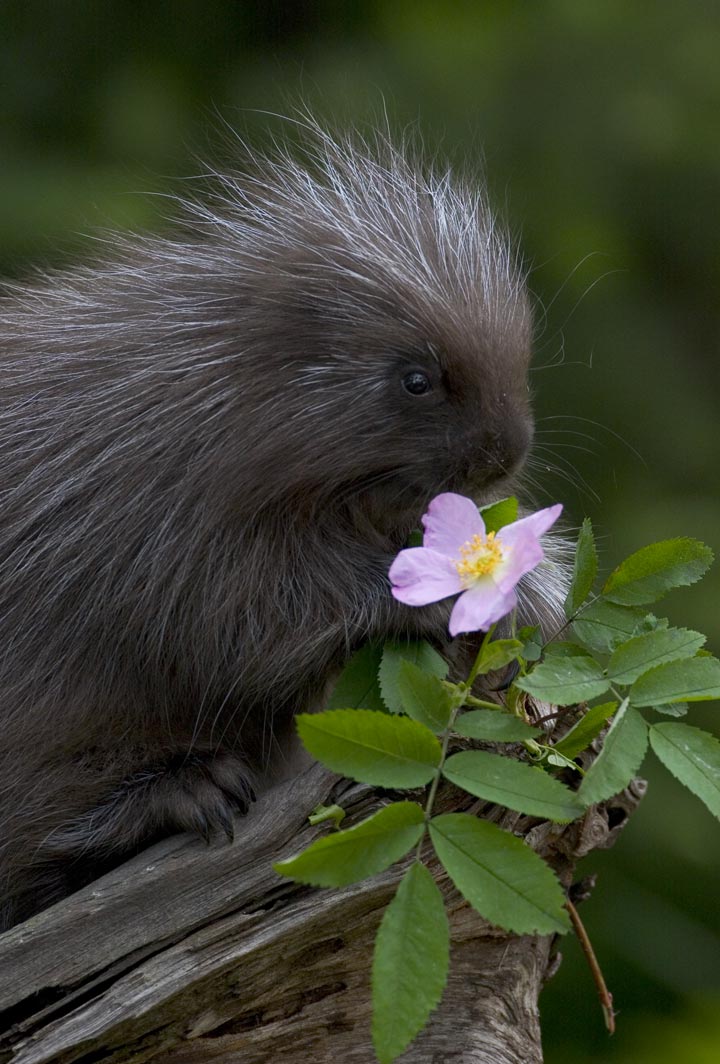 Porcupine and flower