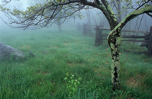 Shenandoah Fog
