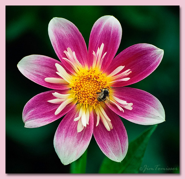 Dahlia and Bee