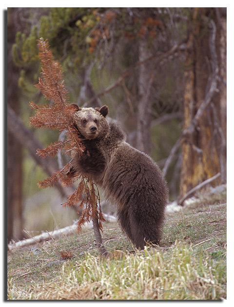 Just another Environmentalist Tree Hugger
