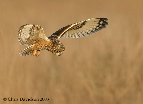 The Marsh Hunter-SE Owl