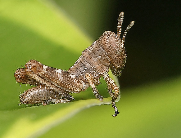 Little Grasshopper