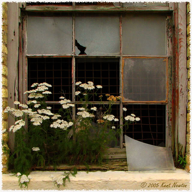 Mother Nature's Window Box