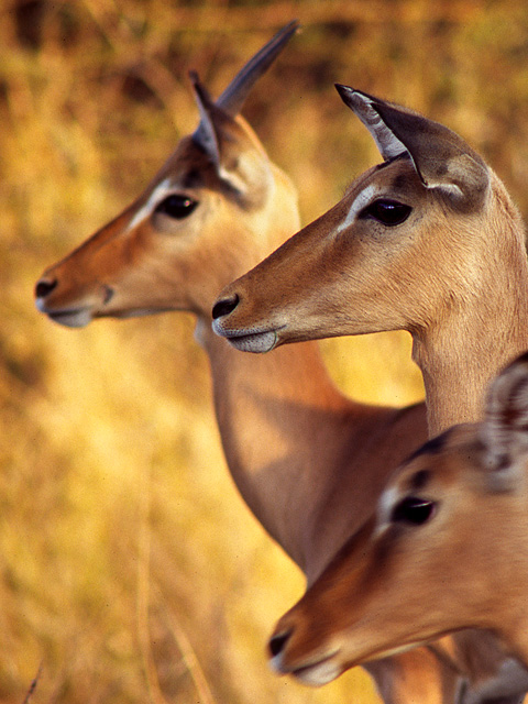 Aligned Impalas