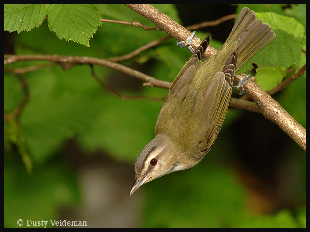 Red-eyed Vireo