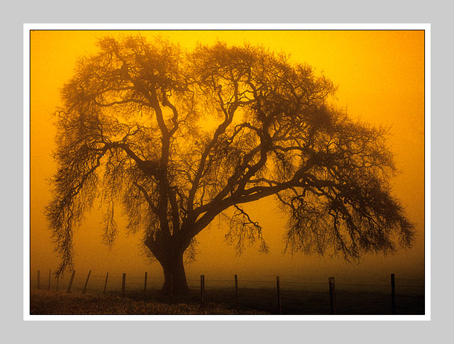 Valley oak and fog...