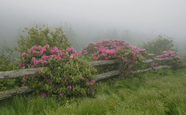 Rhododendron Fence Re-Post