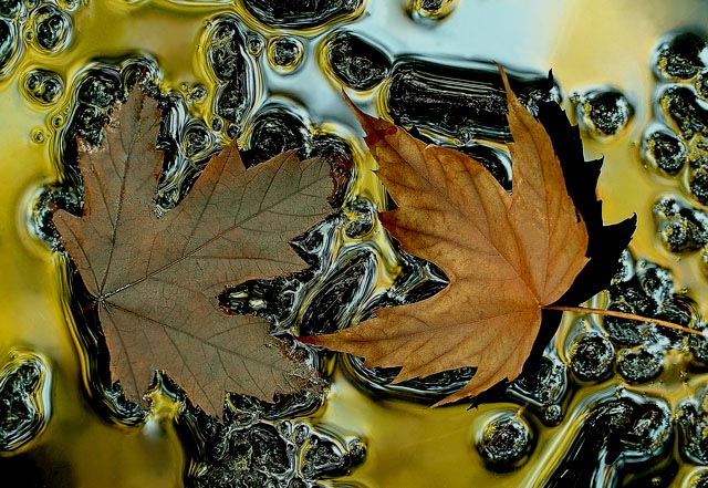Pair Of Maples