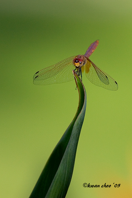 Dragonfly