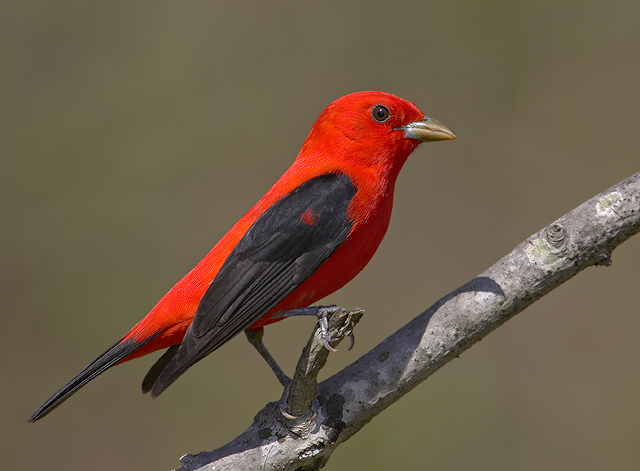 Scarlet Tanager