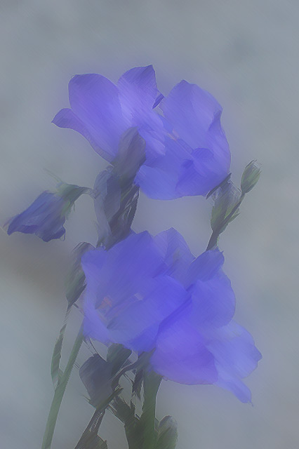 Fundy Flower