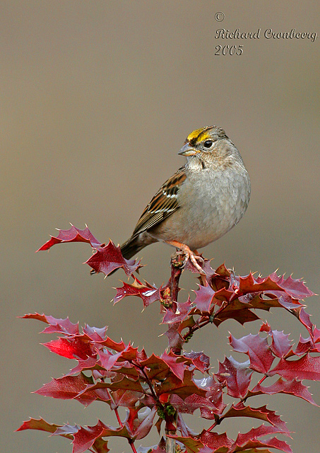 Golden-crowned sparrow