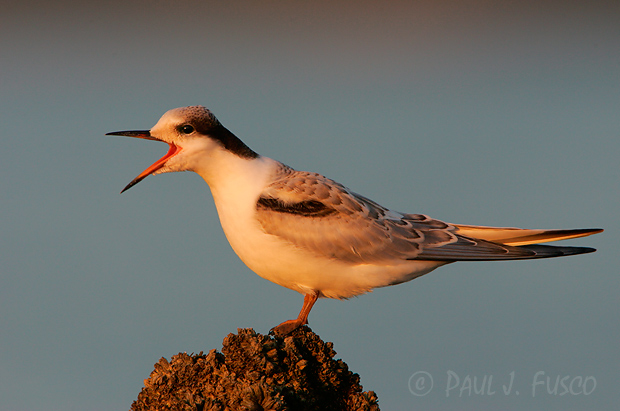 Common tern