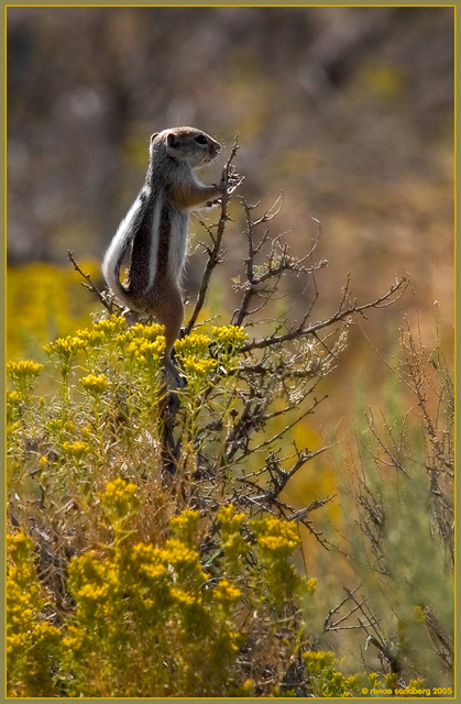 Antelope Squirrel