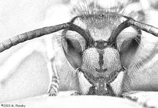 Wasp