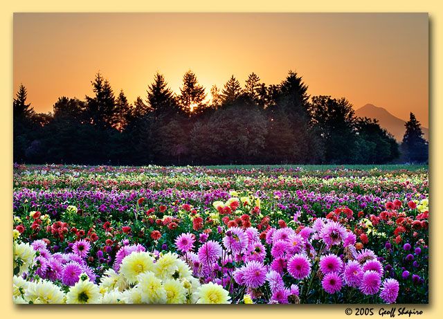 Dahlia Sunrise Redux