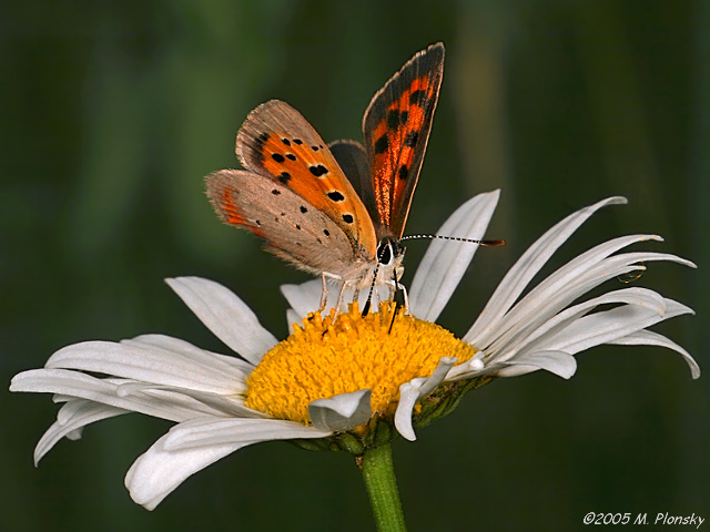 Butterfly on a Daisy