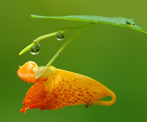 Jewel Weed
