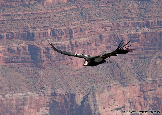 California Condor