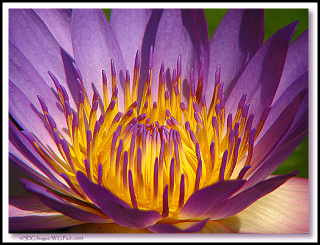 Water Lilly 2