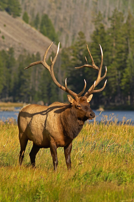 Early Season Bull