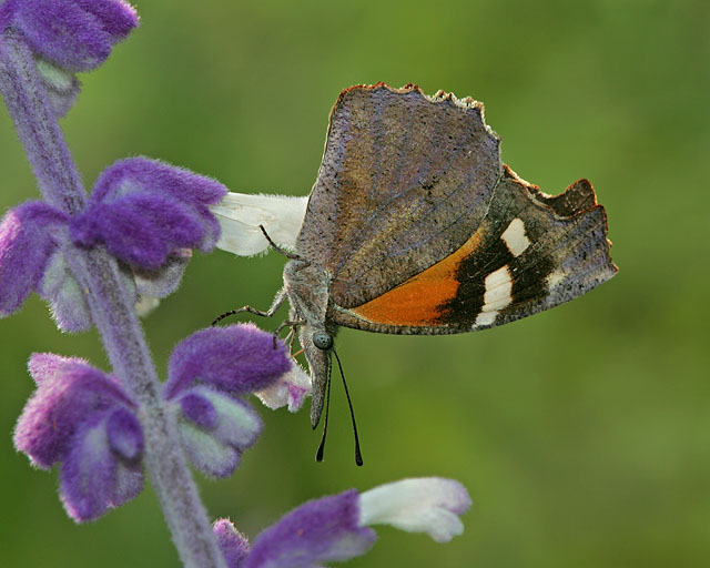 Snout Butterfly
