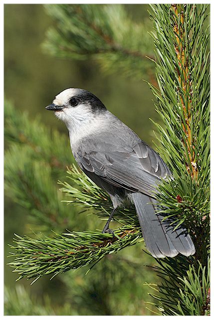 Grey jay in pine