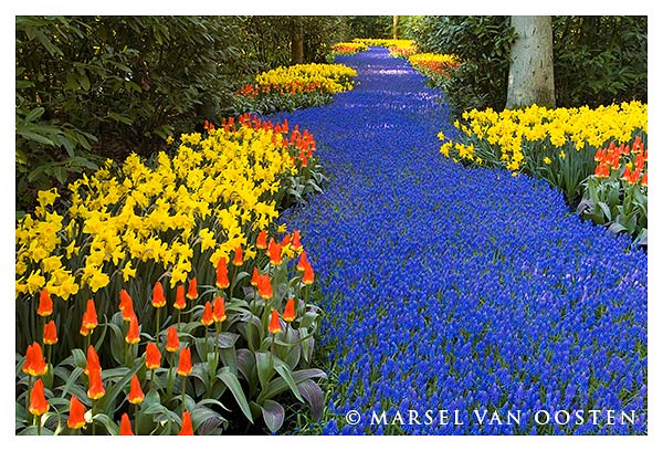 Flower Road