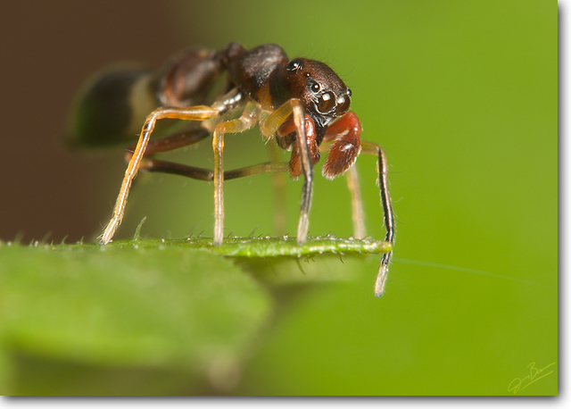 Jumping spider