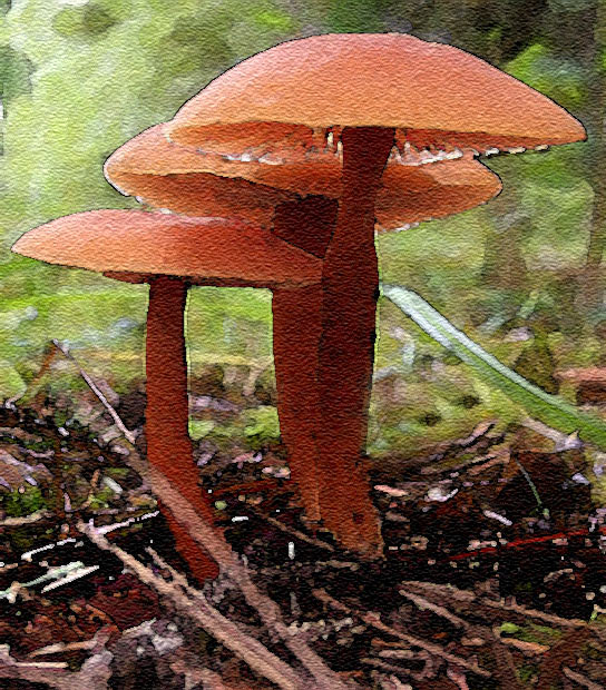 Mushrooms #1 - Painting