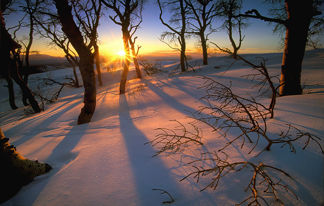 Grove of the Sun