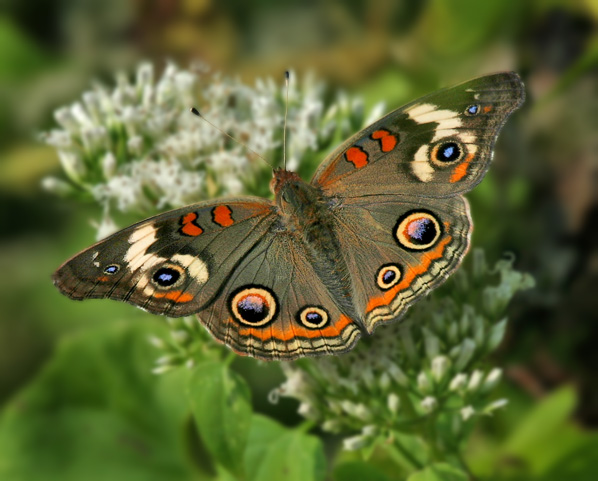 Buckeye