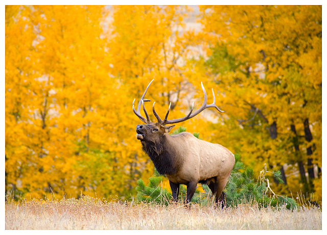Autumn in Rocky Mountain National Park