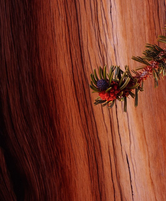 Bristlecone Pine