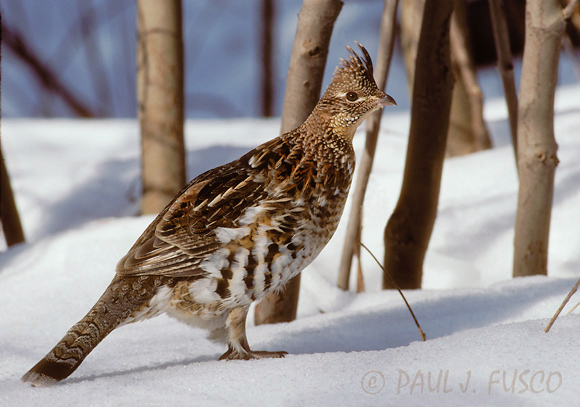 Ruffed grouse in habitat