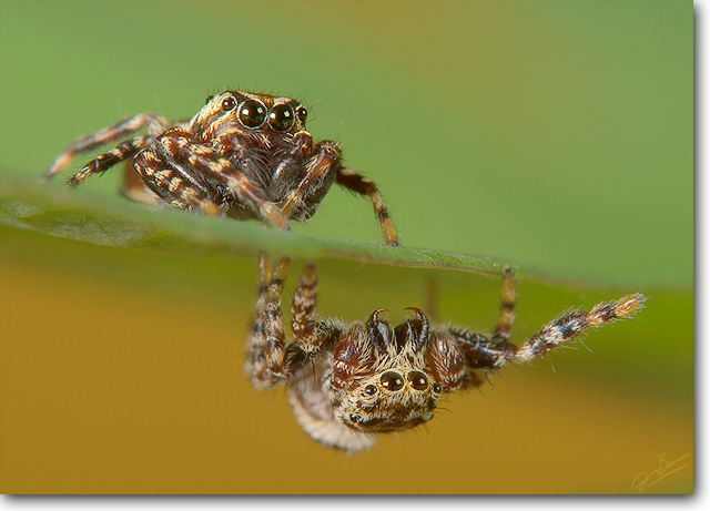 Jumping spiders (Pelegrina galathea m/f)