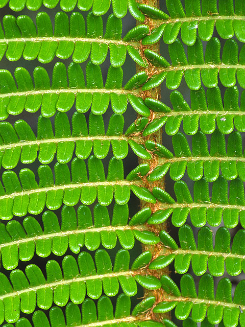 WC#199 - Fern Leave