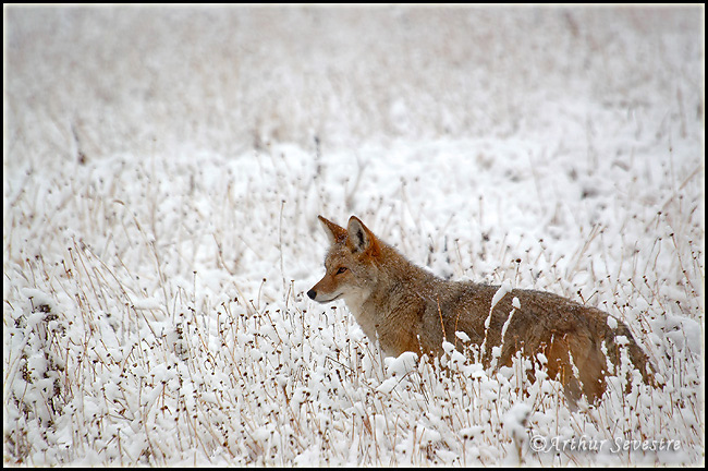 Coyote